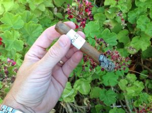 Blind Cigar Review: Ortega | Serie D Natural No 7 Corona