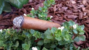 Blind Cigar Review: 1502 | Nicaragua Robusto