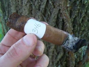 Blind Cigar Review: HVC | The City First Selection 52 - Revisited